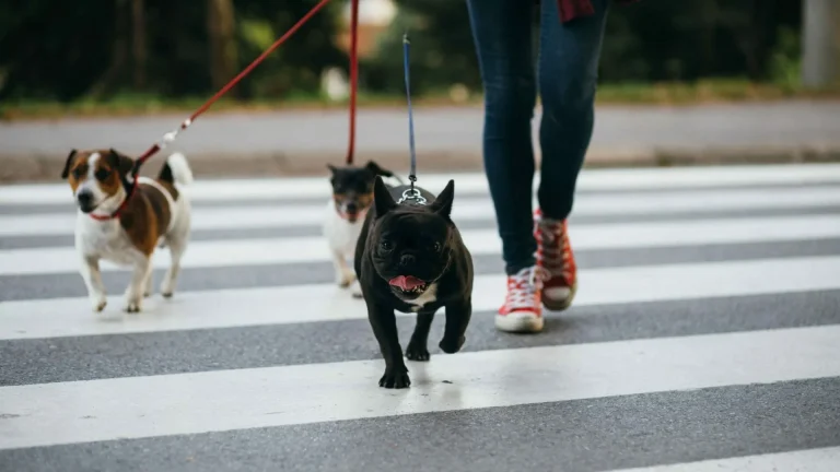 Dog Walking Business Insurance: Explained