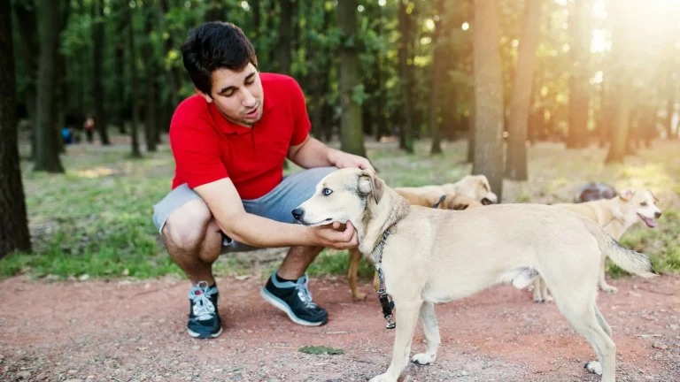 How much does Dog Walking Insurance cost?