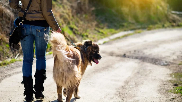 What is Dog Sitting Insurance?