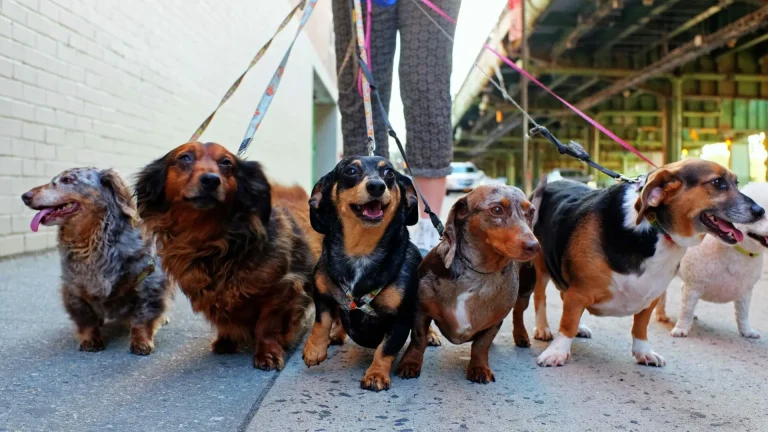 Dog Walker’s Insurance